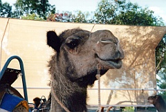 2000 - Australie 200T